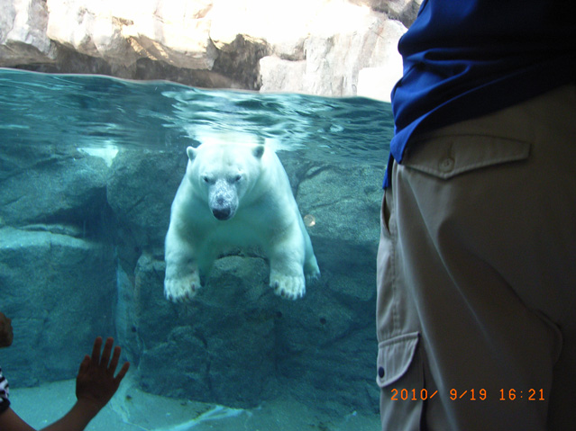 シロクマ10日本平動物園ロッシー2010｜ホッキョクグマと三角コーン